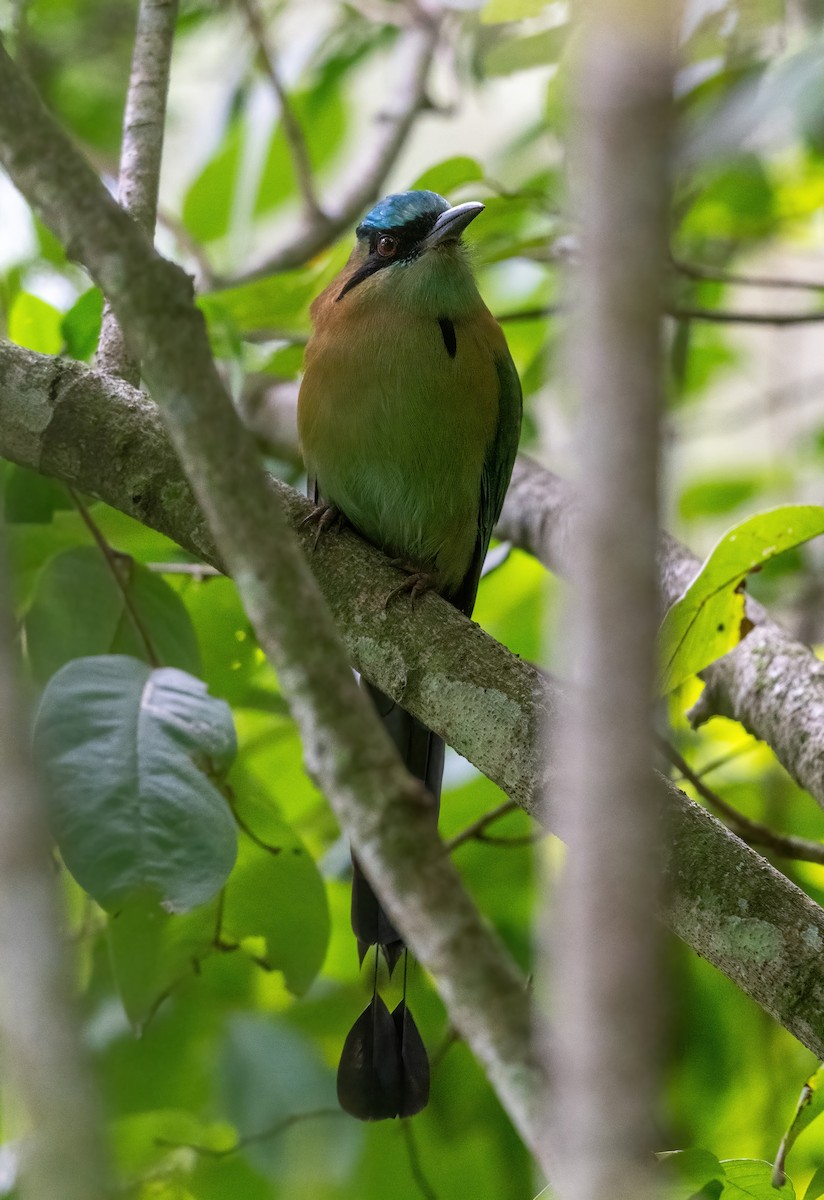 Blue-capped Motmot - ML645846292
