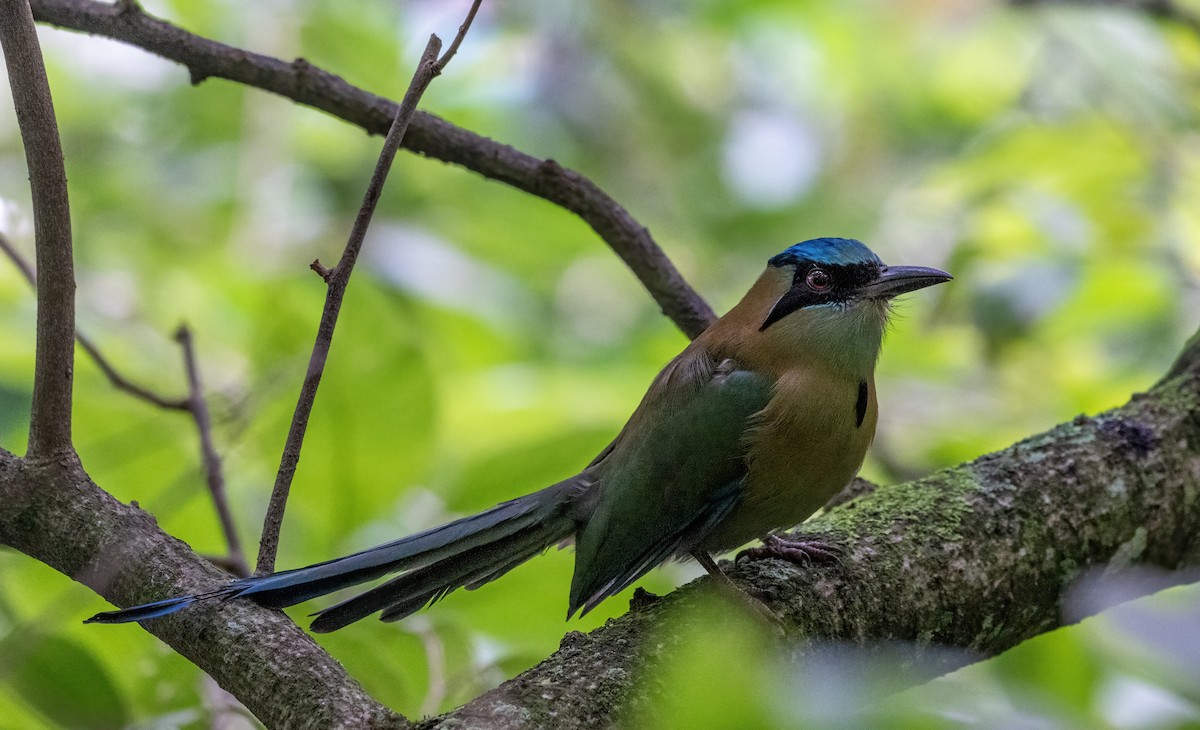 Blue-capped Motmot - ML645846293