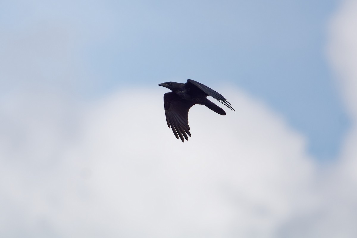 Common Raven - ML645846301