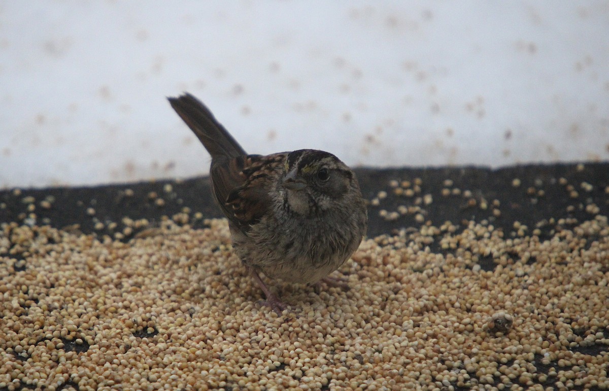 White-throated Sparrow - ML645846305
