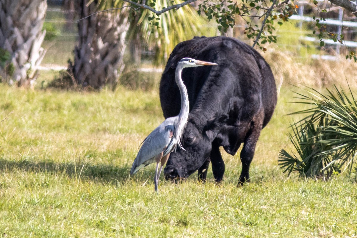 Great Blue Heron - ML645846307
