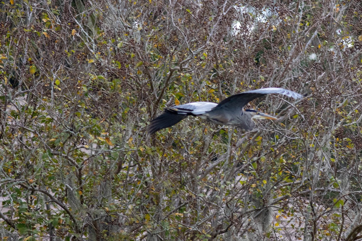 Great Blue Heron - ML645846308