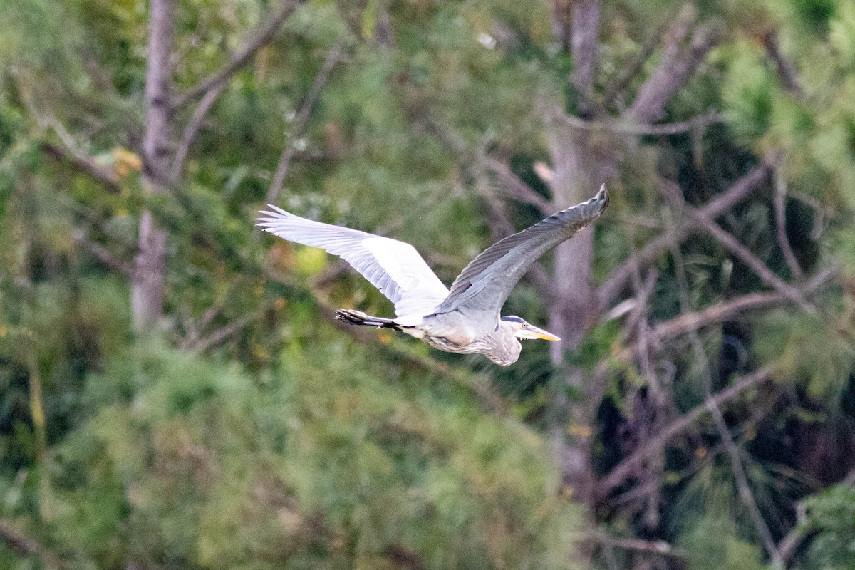Great Blue Heron - ML645846310
