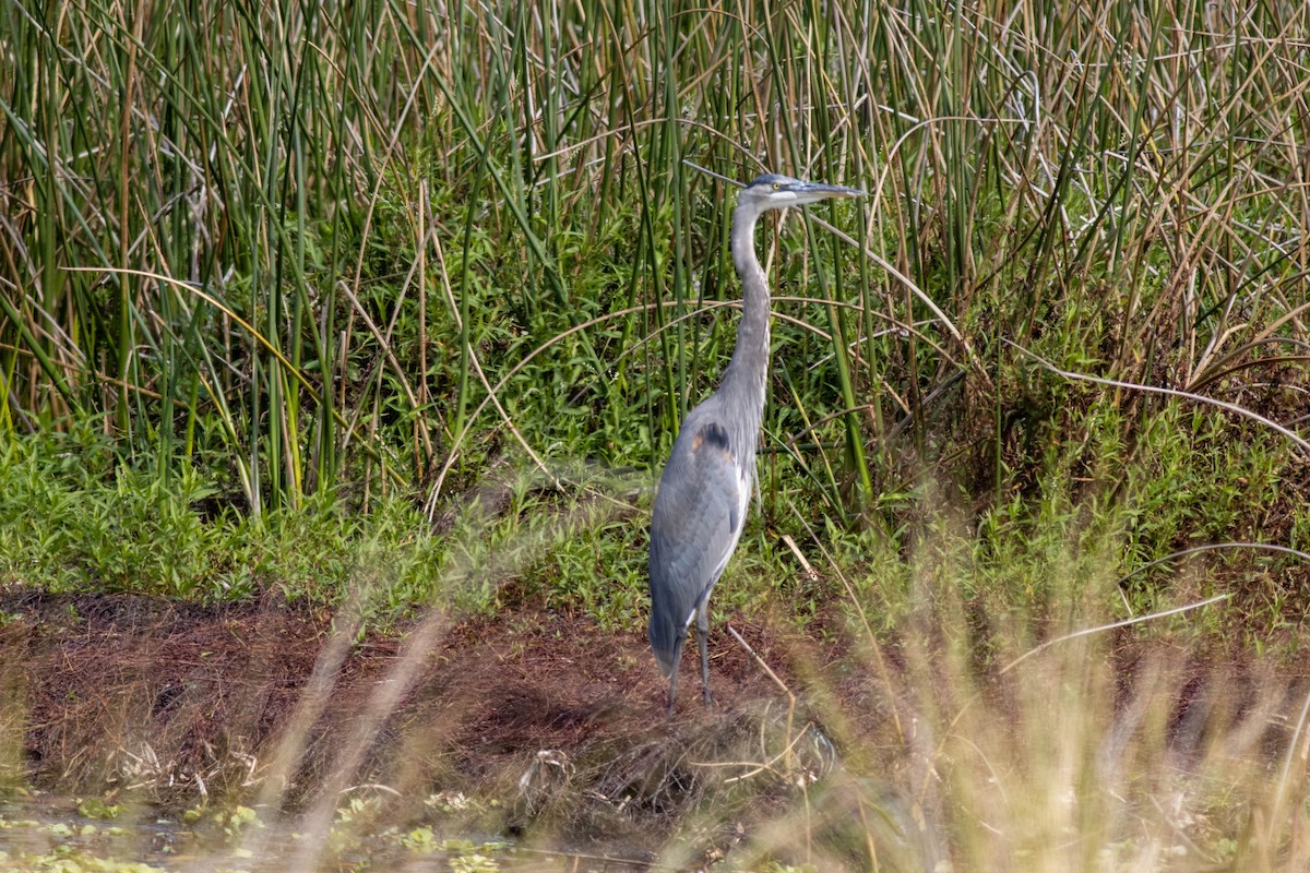 Great Blue Heron - ML645846311
