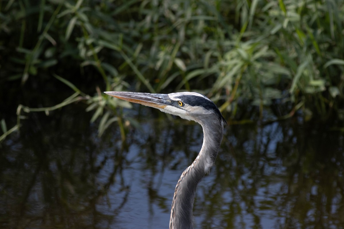 Great Blue Heron - ML645846312