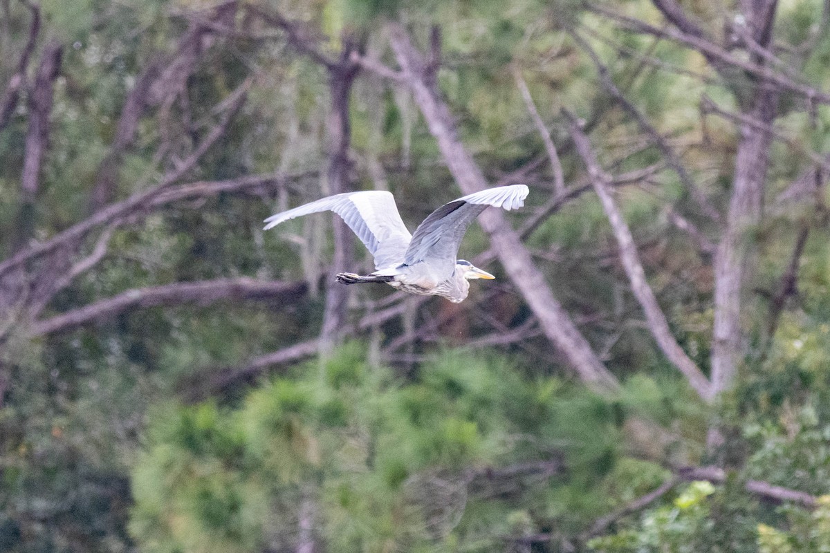 Great Blue Heron - ML645846313
