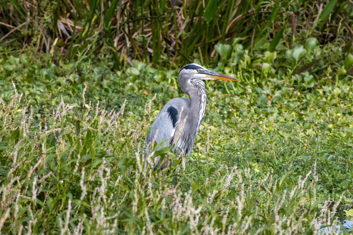Great Blue Heron - ML645846314