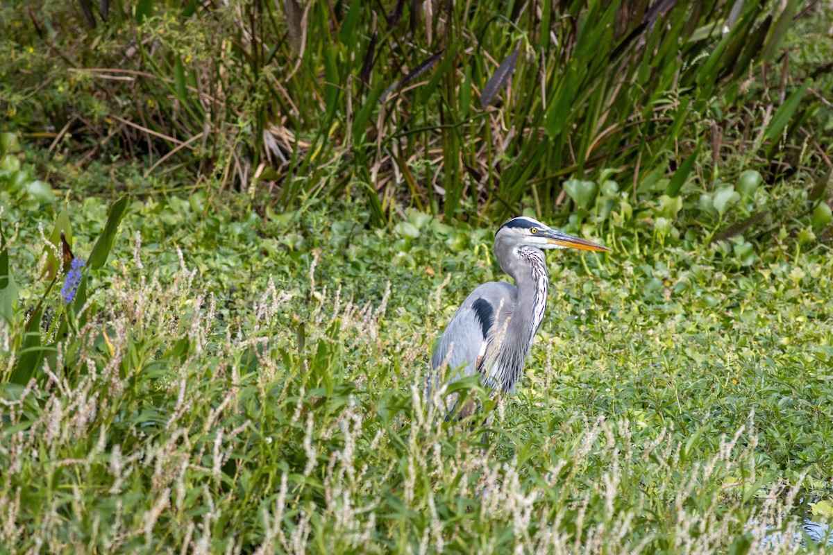 Great Blue Heron - ML645846317