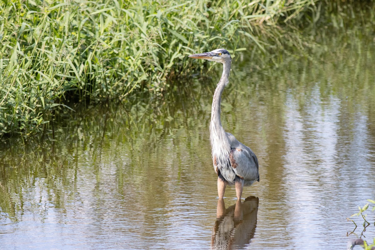 Great Blue Heron - ML645846318