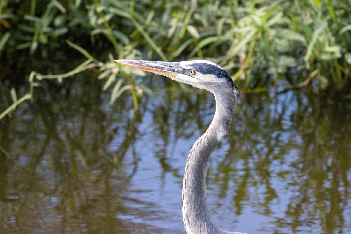 Great Blue Heron - ML645846319