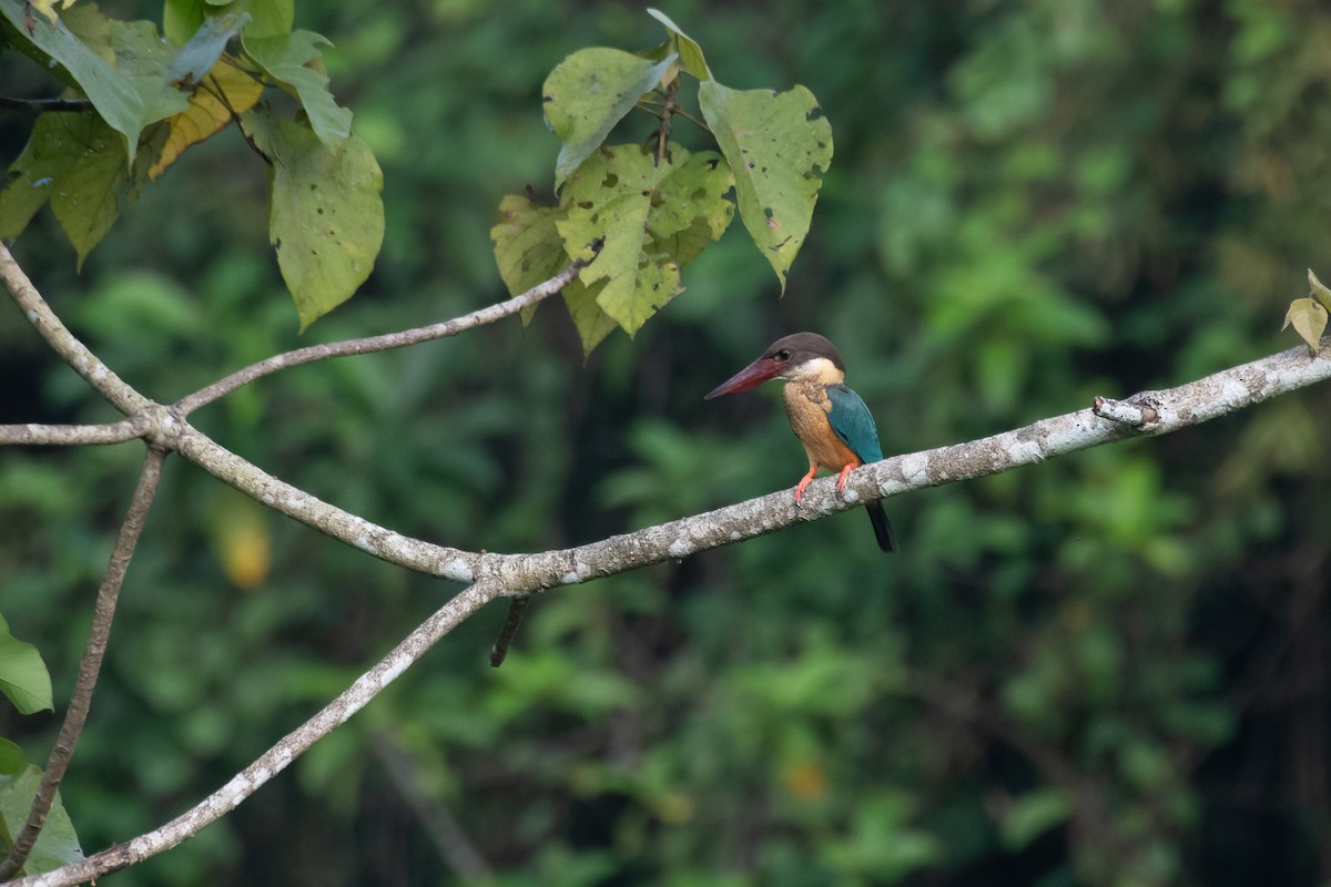 Stork-billed Kingfisher - ML645846345