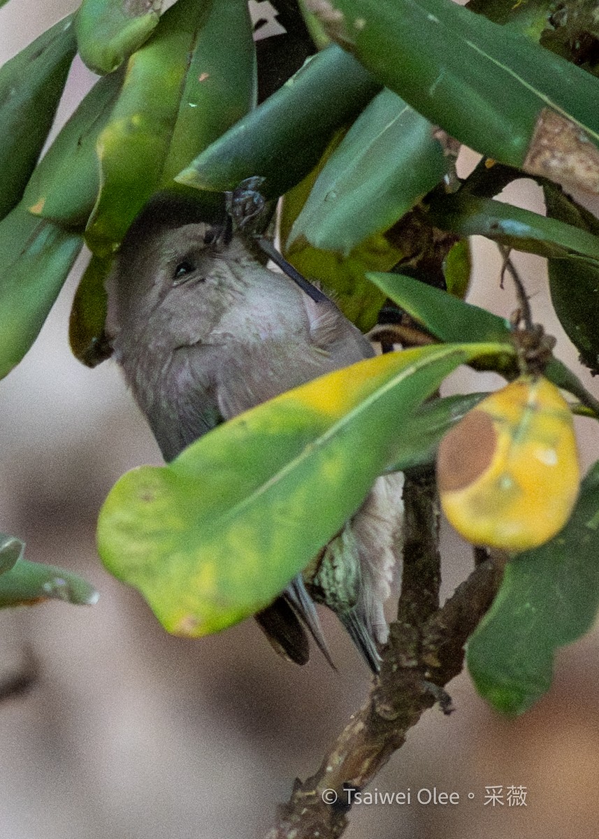 Bushtit - ML645846353