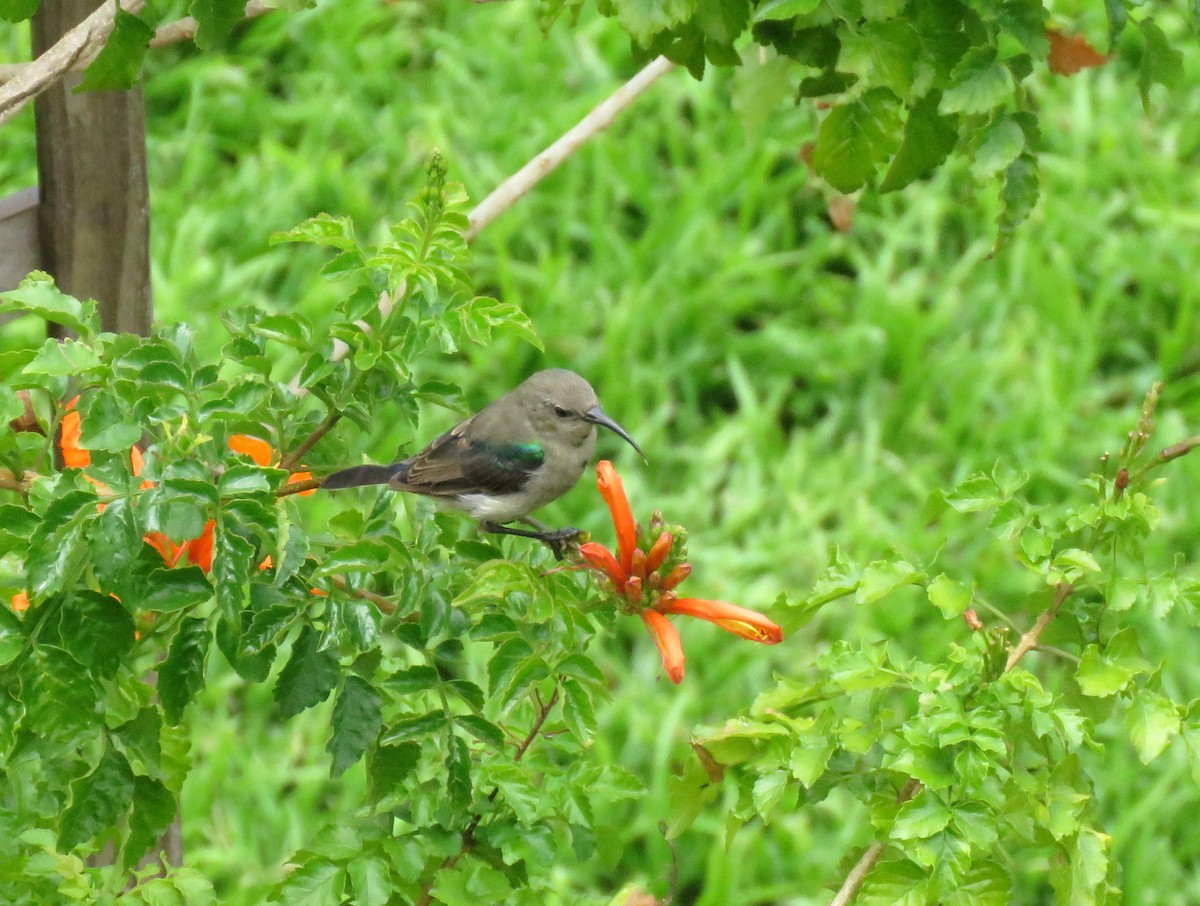 Southern Double-collared Sunbird - ML645846354
