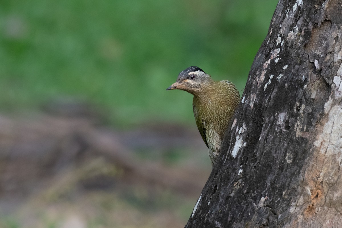 Streak-throated Woodpecker - ML645846368