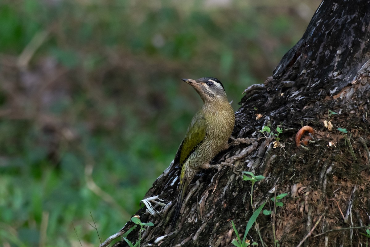Streak-throated Woodpecker - ML645846369