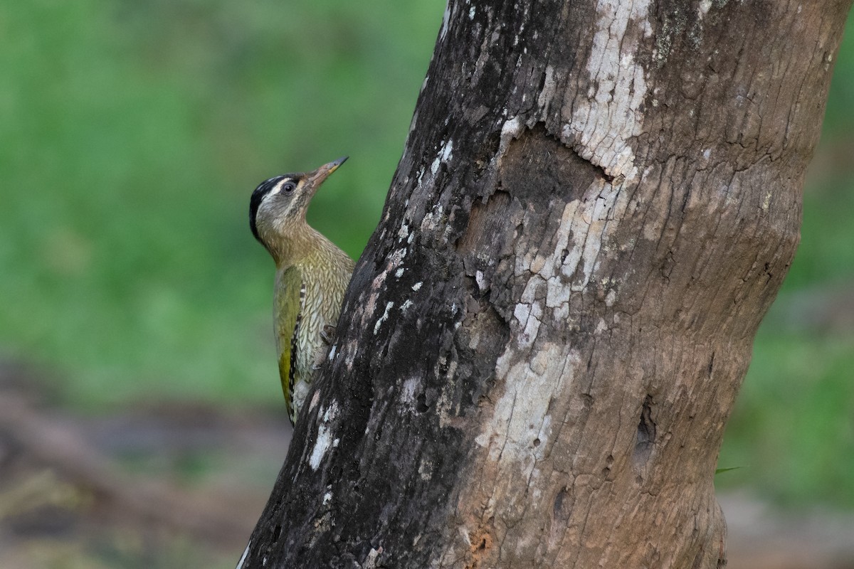 Streak-throated Woodpecker - ML645846370
