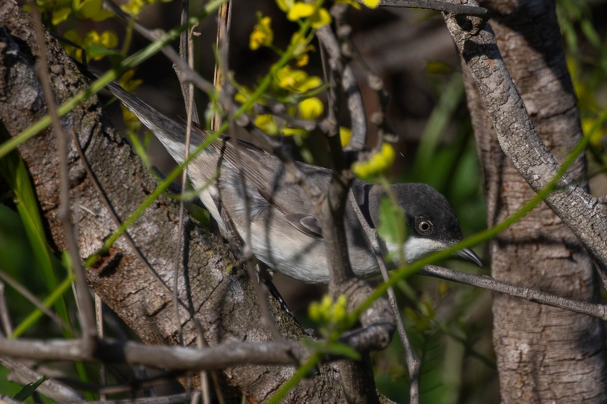 Fauvette orphéane - ML645846374