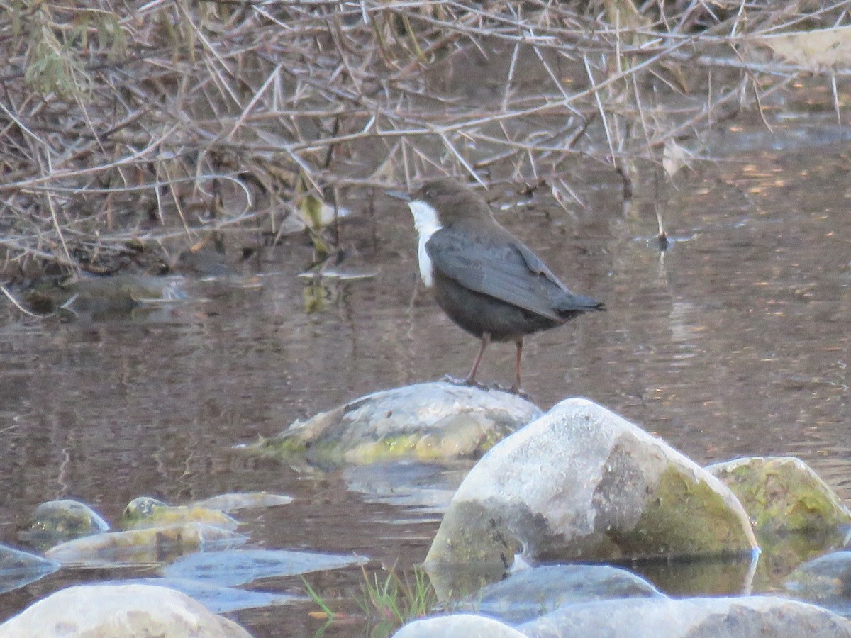 Пронурок біловолий - ML645846375