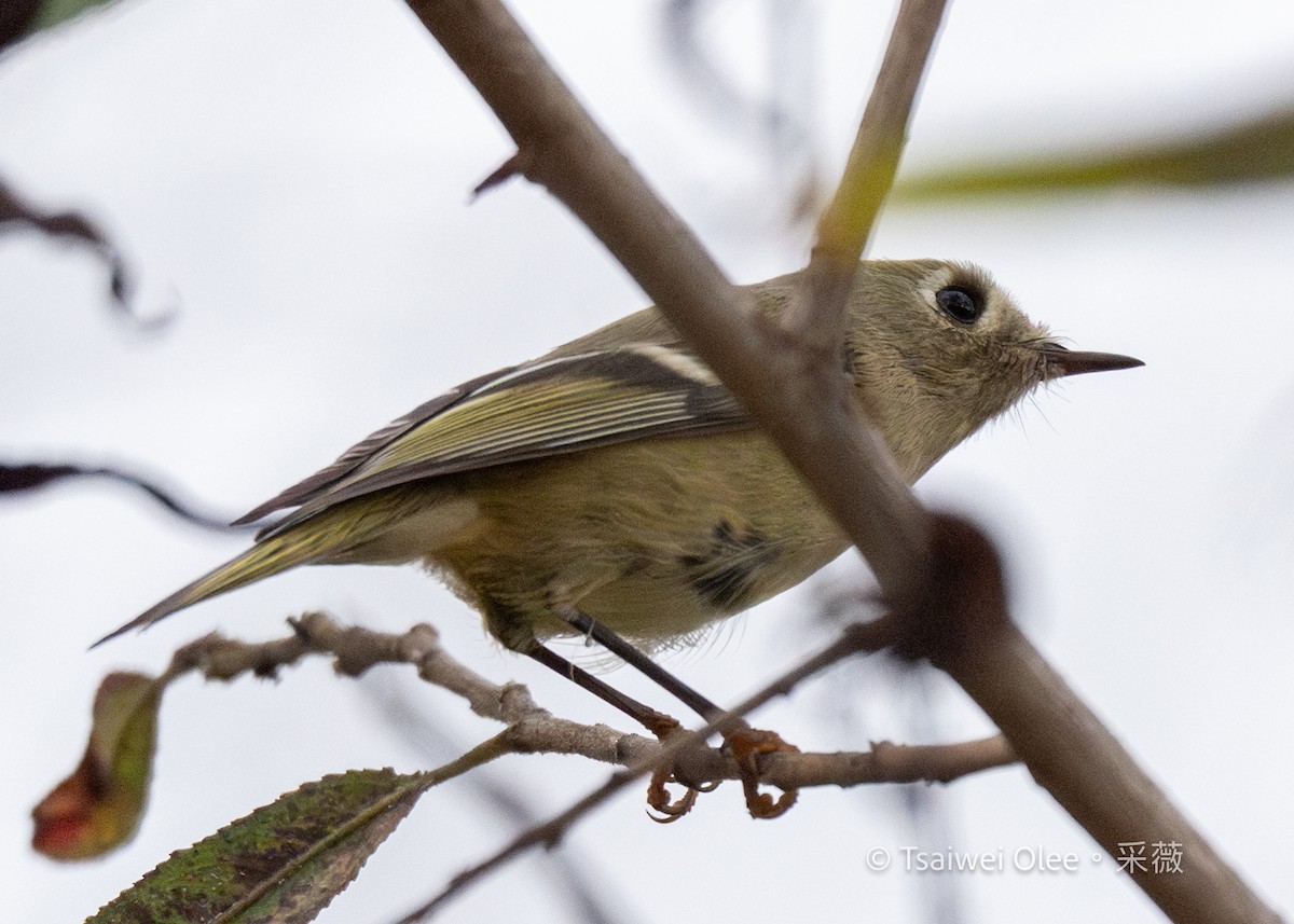 králíček americký - ML645846376