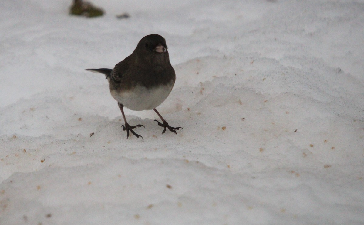 Dark-eyed Junco - ML645846382