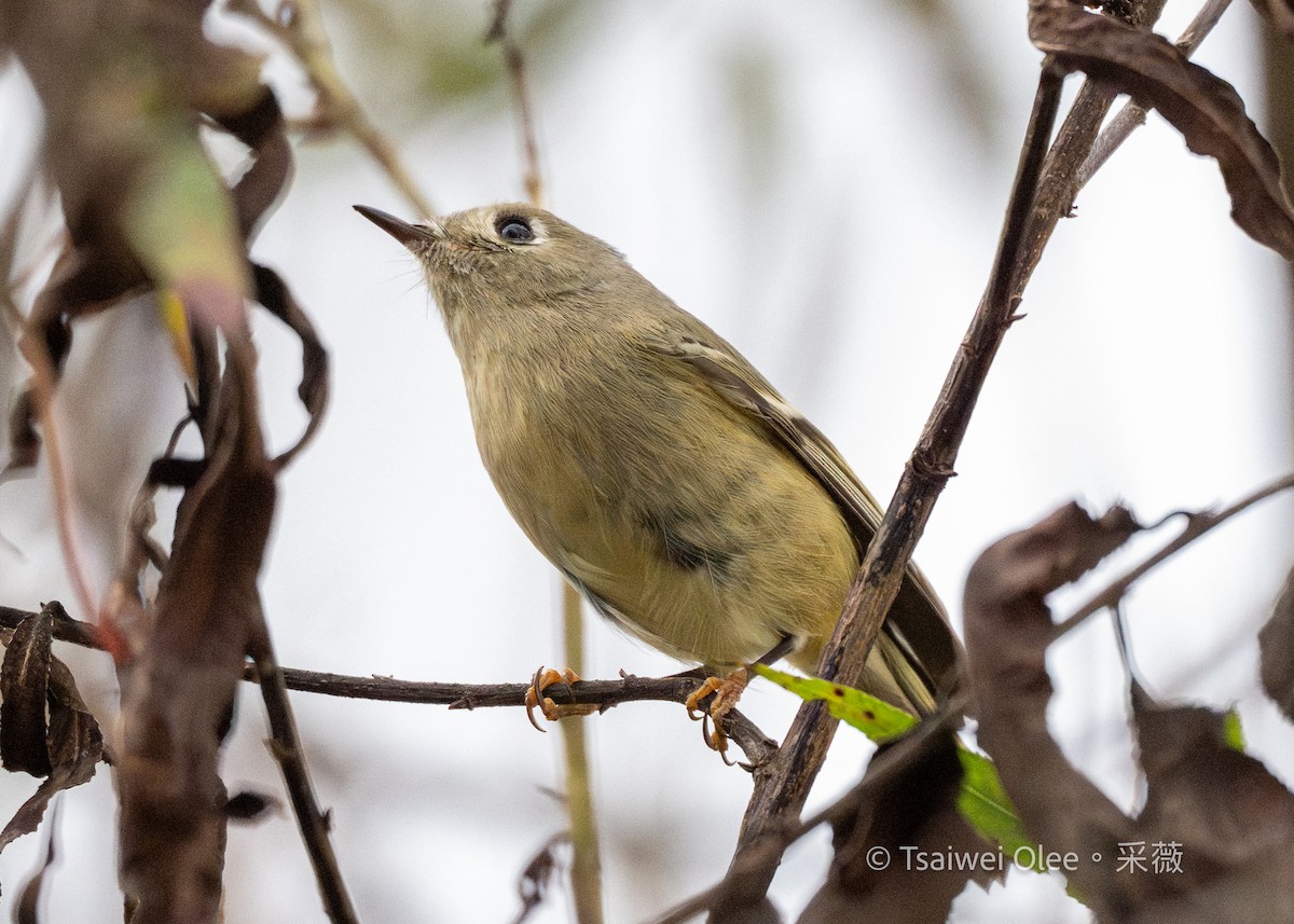 králíček americký - ML645846385