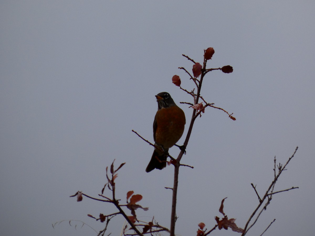 American Robin - ML645846401