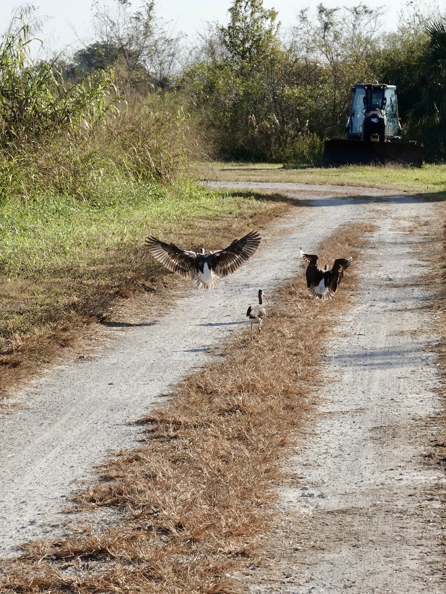 White Ibis - ML645846410