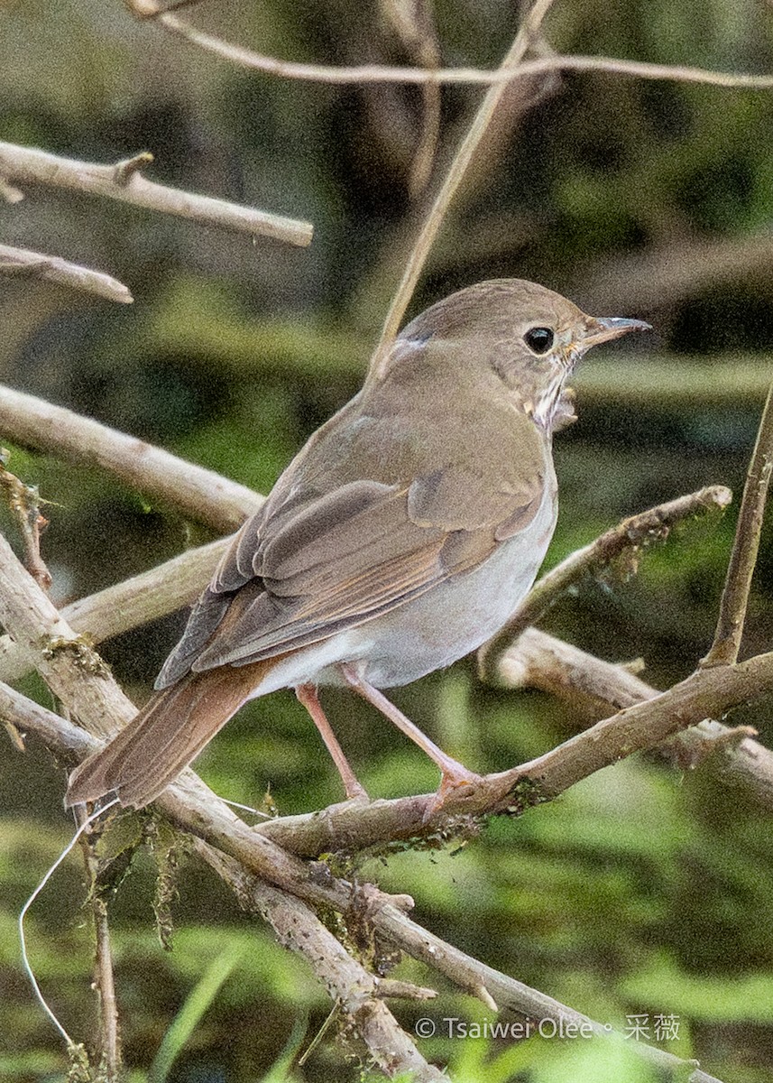 Hermit Thrush - ML645846418