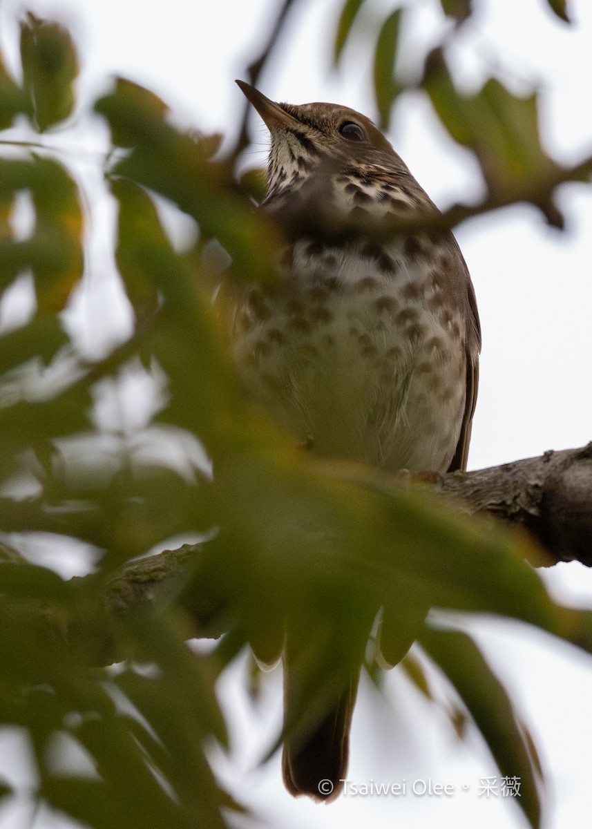 Hermit Thrush - ML645846420