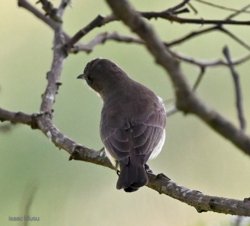 Brown-backed Honeybird - ML645846440