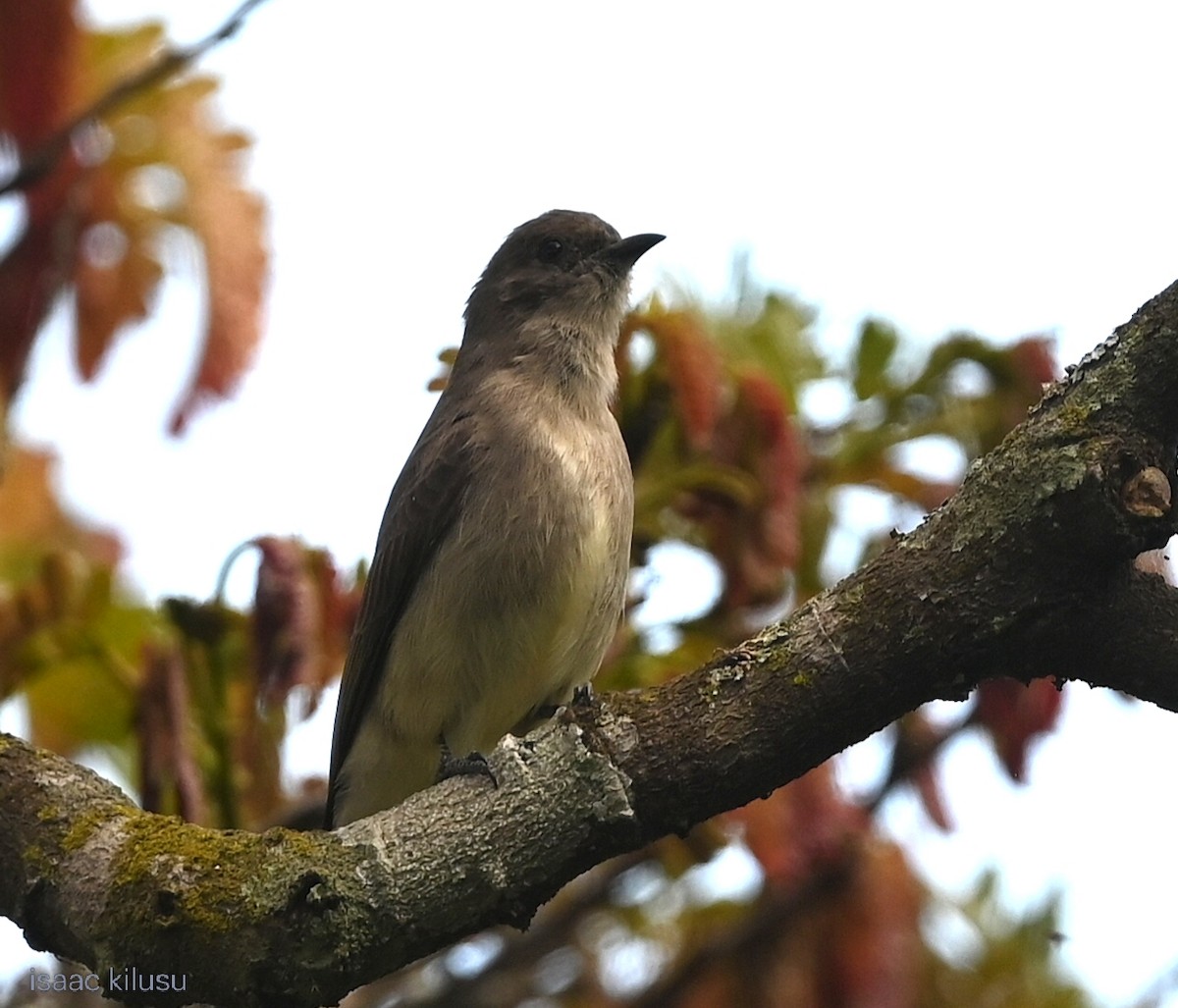 Brown-backed Honeybird - ML645846442