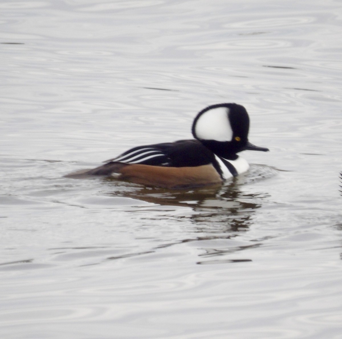 Hooded Merganser - ML645846447