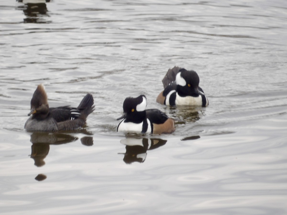 Hooded Merganser - ML645846449