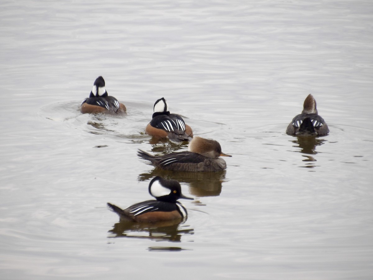 Hooded Merganser - ML645846451