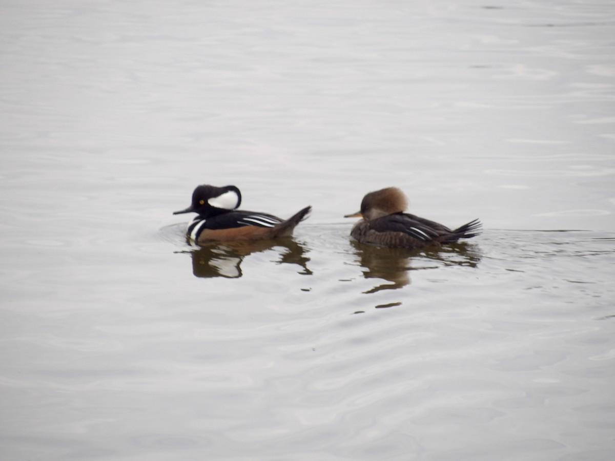 Hooded Merganser - ML645846452