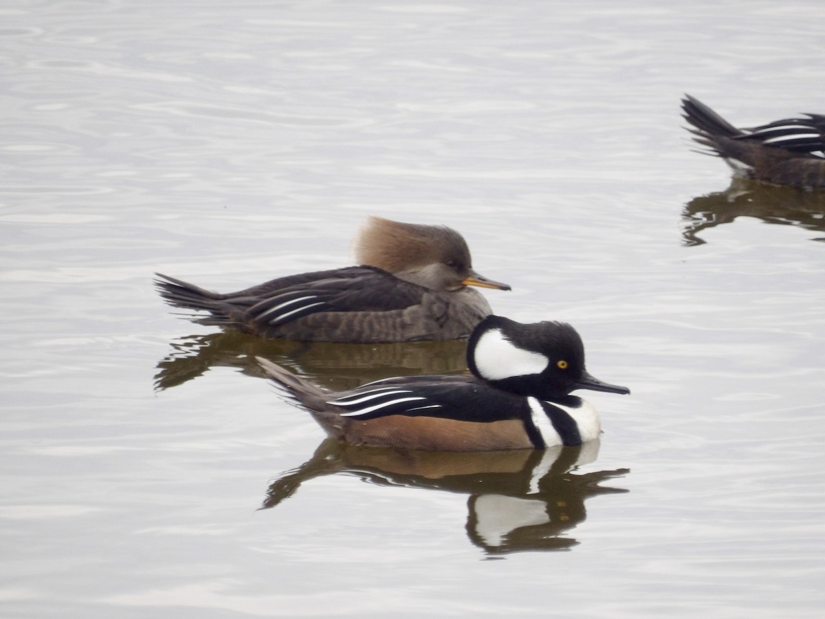 Hooded Merganser - ML645846453