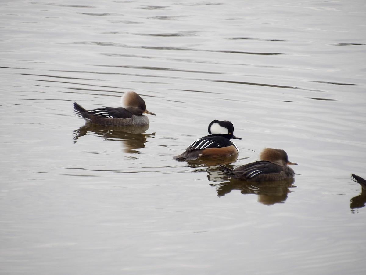 Hooded Merganser - ML645846454