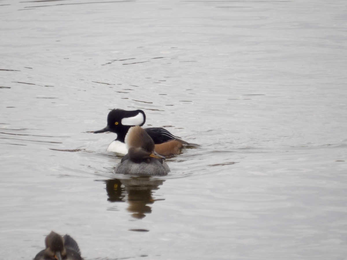 Hooded Merganser - ML645846455