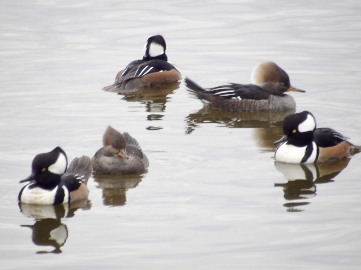 Hooded Merganser - ML645846456