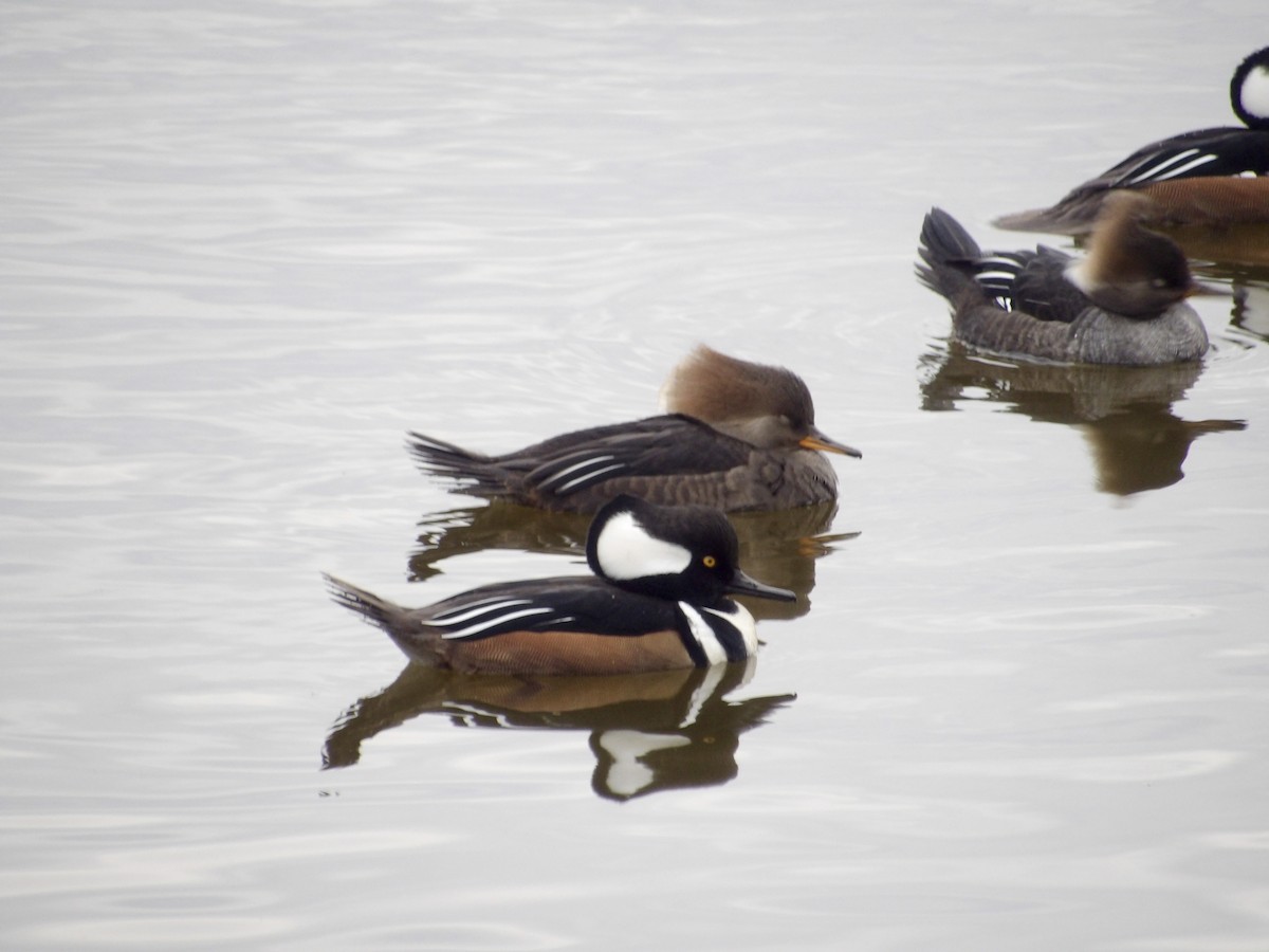 Hooded Merganser - ML645846457