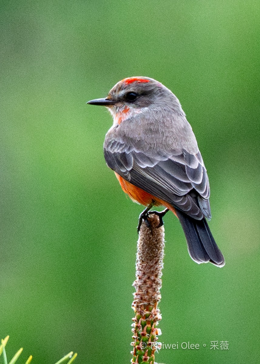 Vermilion Flycatcher - ML645846459