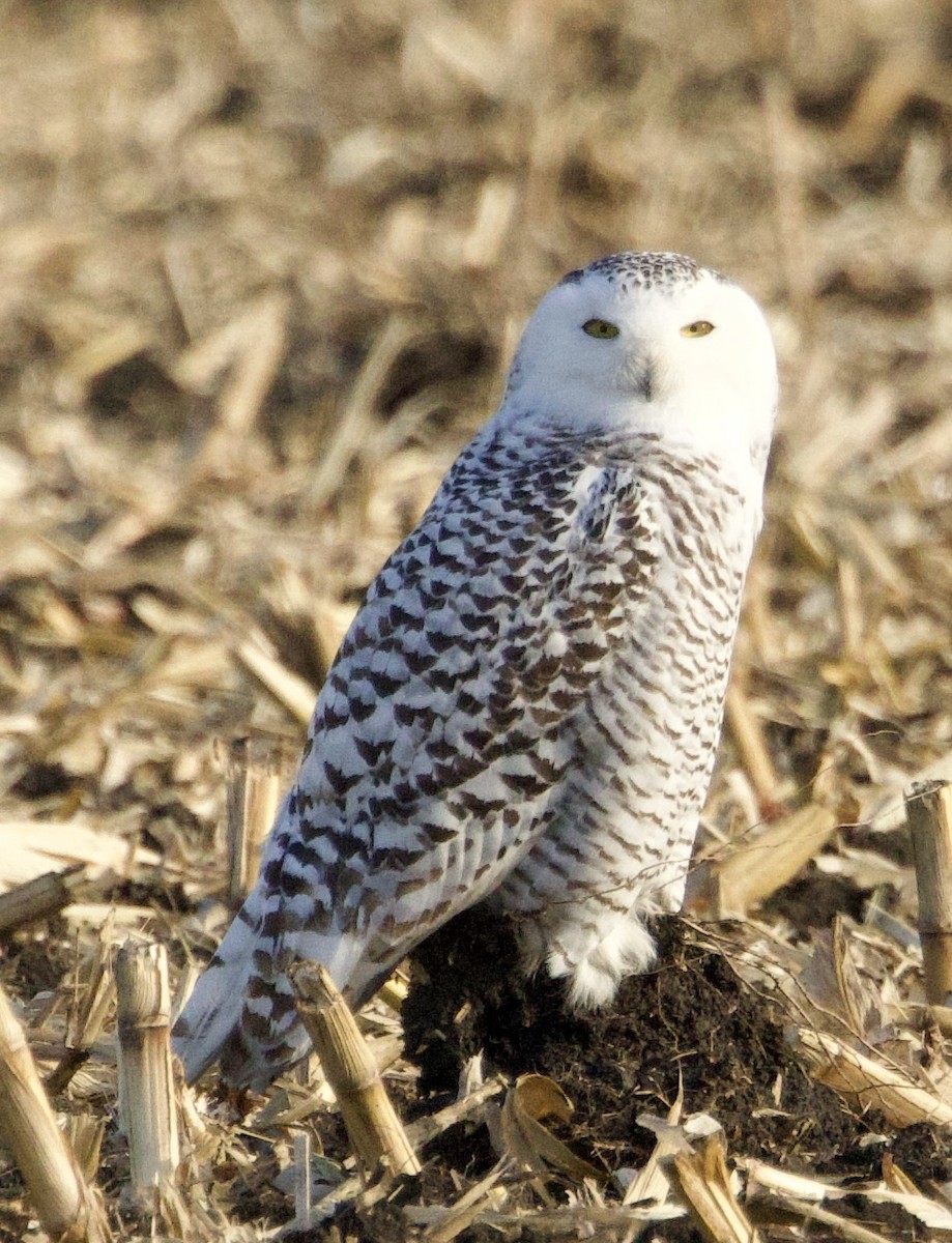 Snowy Owl - ML645846466