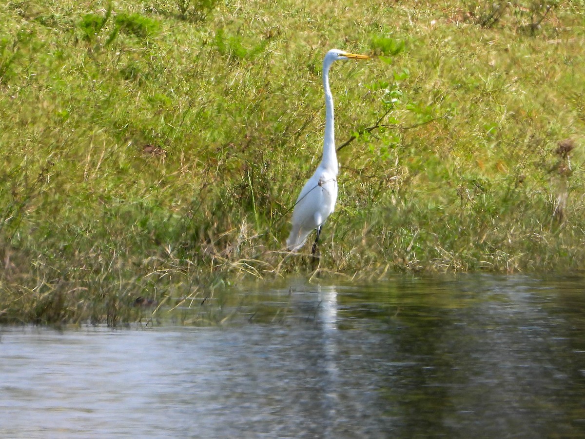Great Egret - ML645846470