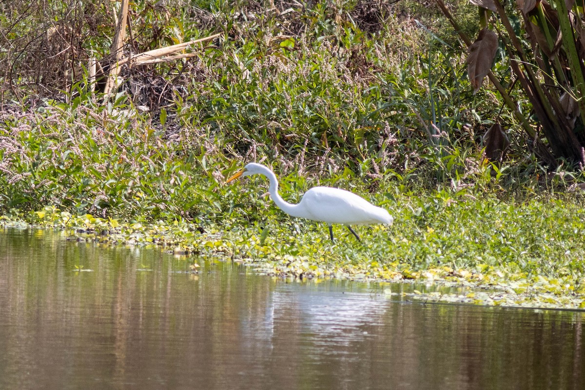 Great Egret - ML645846471
