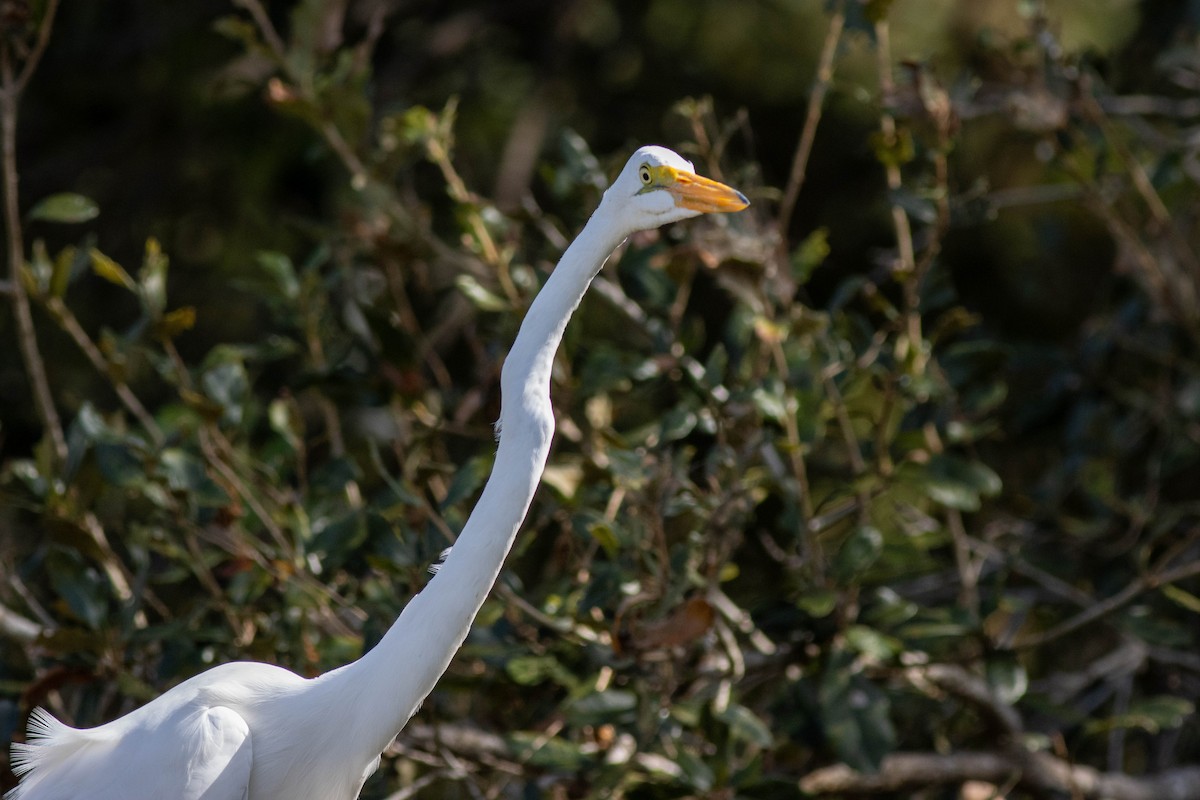 Great Egret - ML645846474