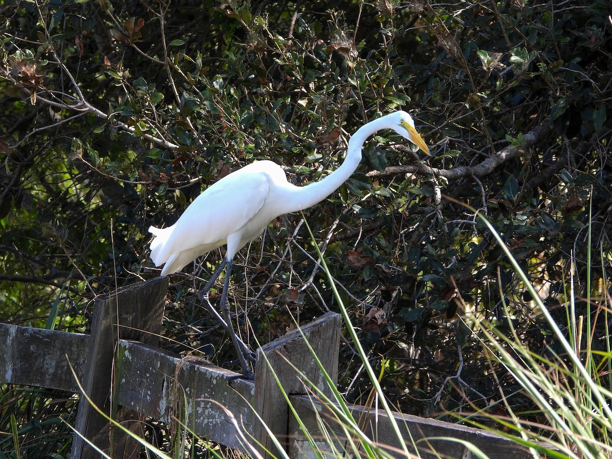 Great Egret - ML645846475