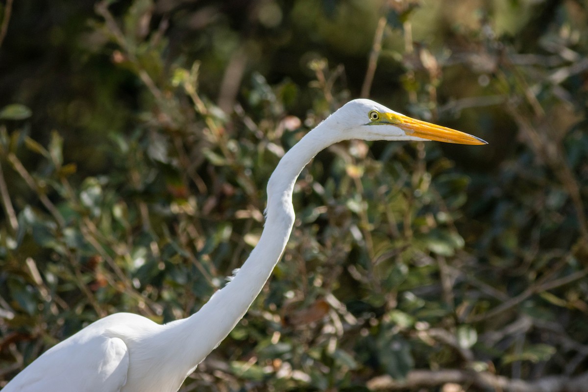 Great Egret - ML645846476