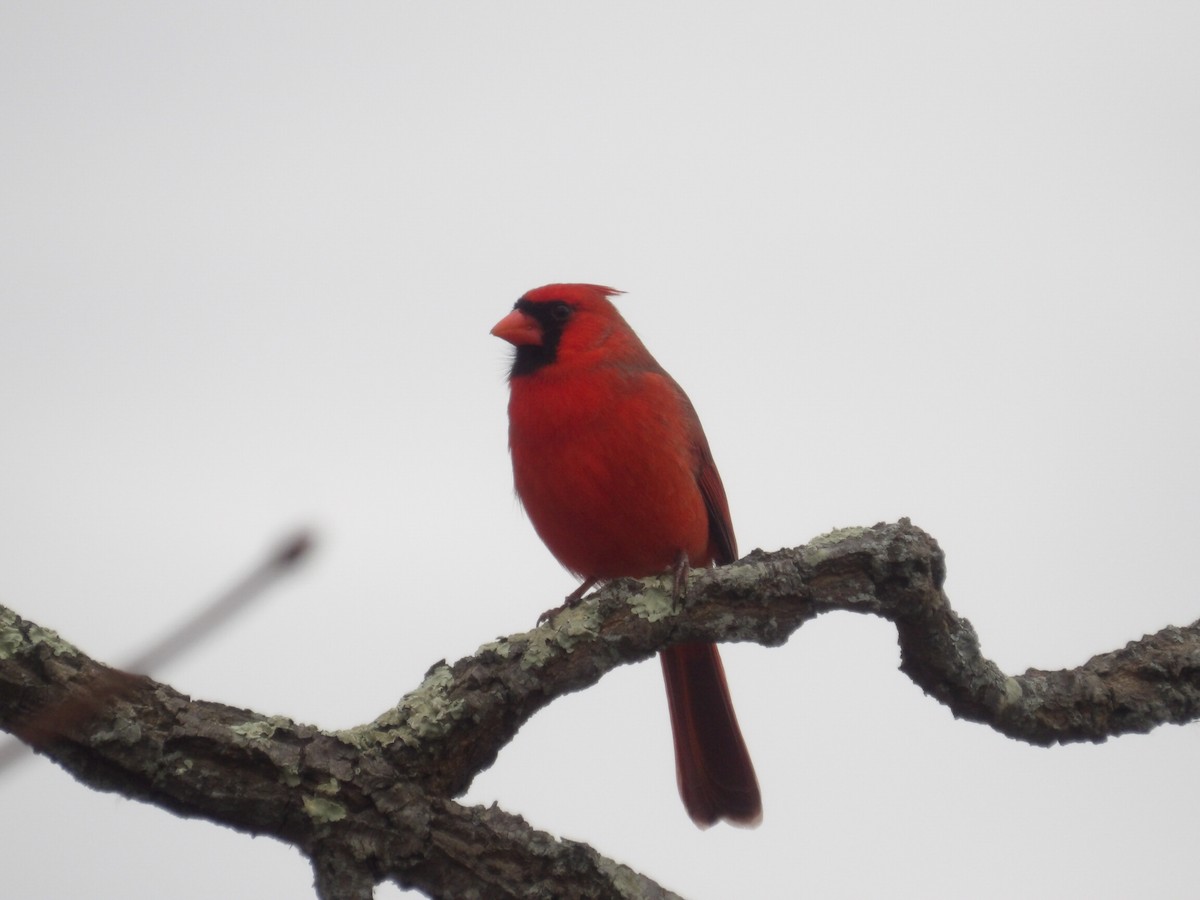 Northern Cardinal - ML645846477