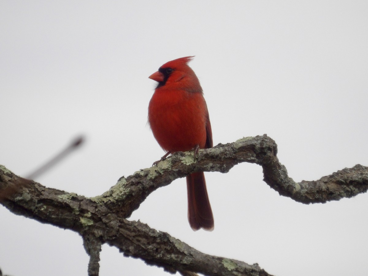 Northern Cardinal - ML645846478