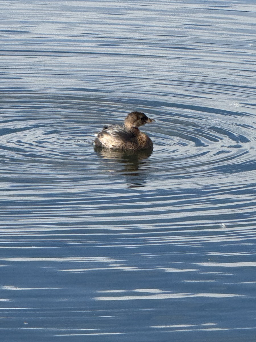 Pied-billed Grebe - ML645846480